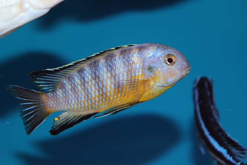 Tropheops gracilior 'Lutara Reef'